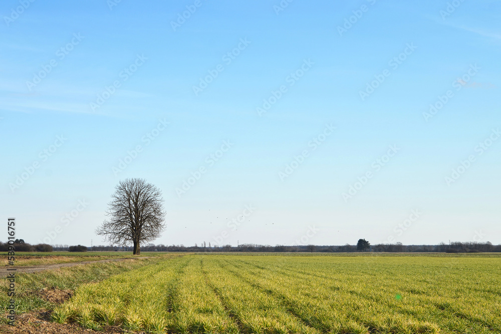 Lonely leafless tree in rural environment Lonely leafless tree in rural environment