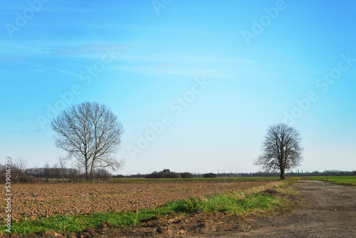 Two leafless deciduous trees in rural environment. Trees on spring field