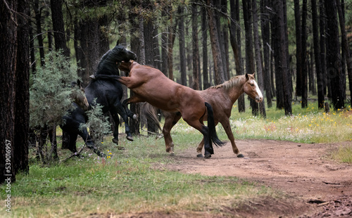 Wild Horses Heber Arizona September 2022 © Carol