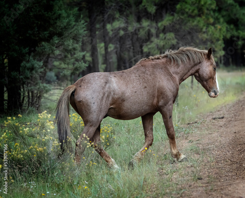 Wild Horses Heber Arizona September 2022 © Carol