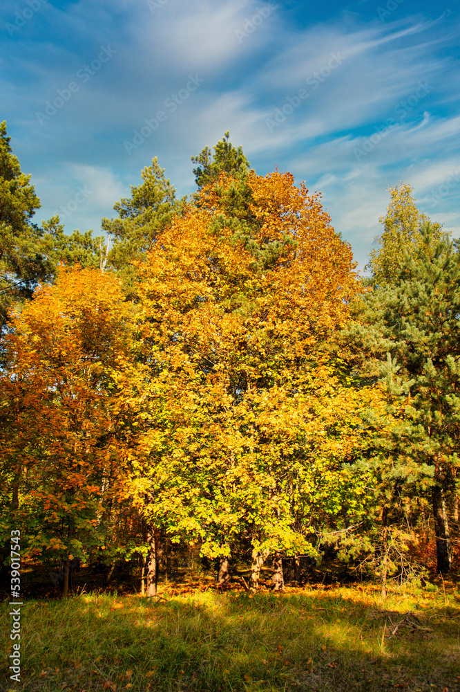 Naklejka premium jesienią,
