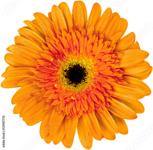 Closeup  of Gerber Daisy flower