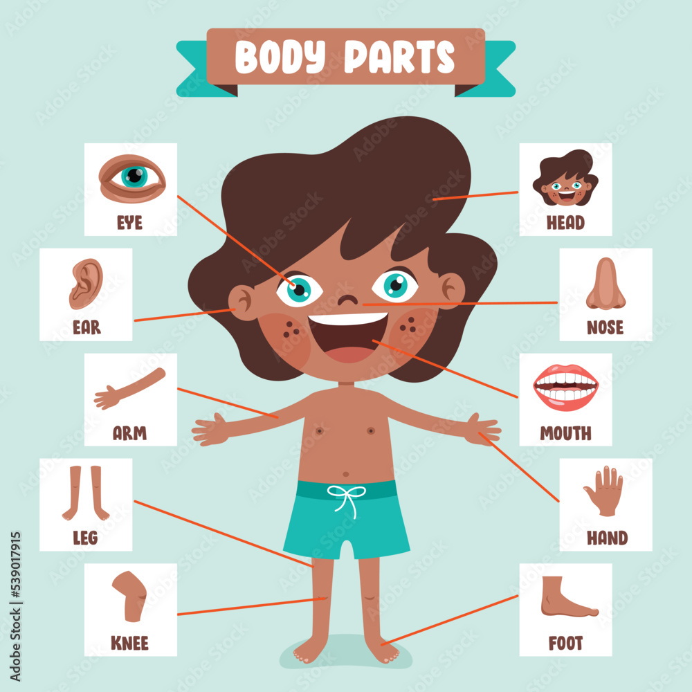 Cartoon Drawing Of Human Body Parts Cartoon Drawing Of Human Body Parts
