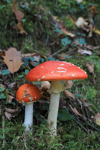 hongo seta amanita muscaria mata moscas alucinógena no comestible país vasco 4M0A4034-as22