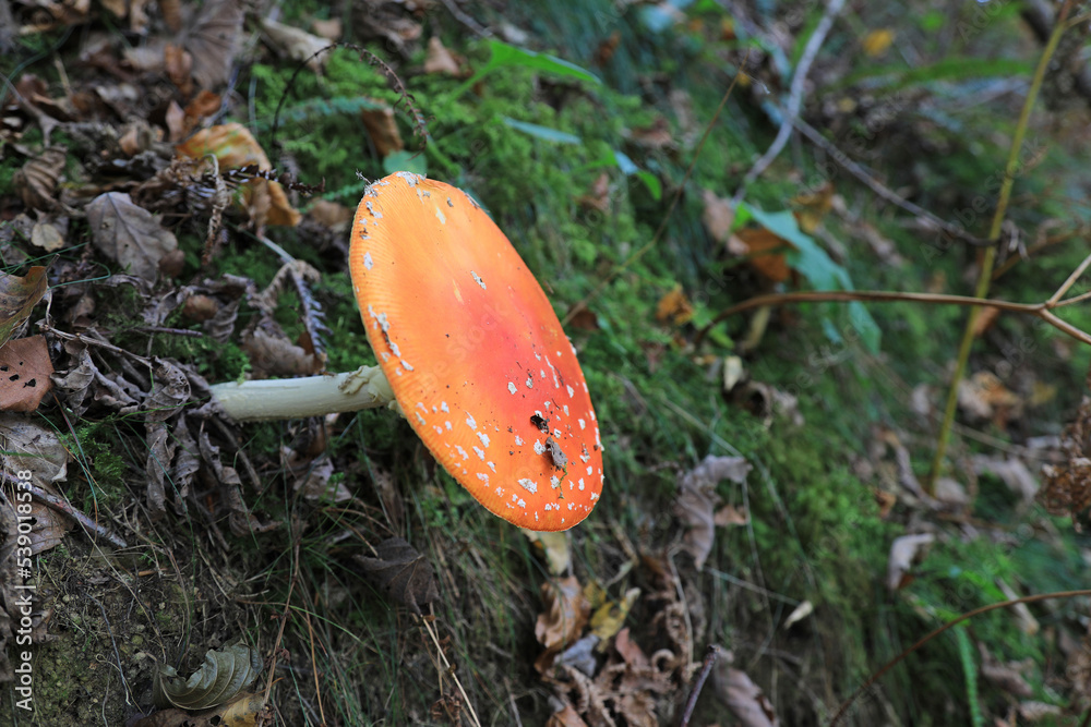 hongo seta amanita muscaria mata moscas alucinógena no comestible país