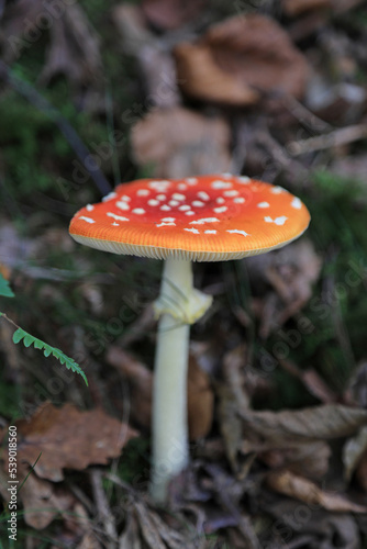 hongo seta amanita muscaria mata moscas alucinógena no comestible país vasco 4M0A4133-as22 © txakel