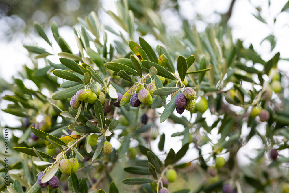 Olive trees full of olives. Gemlik olive tree gardens. Selective focus. Gemlik district. Turkey. Olive trees full of olives. Gemlik olive tree gardens. Selective focus. Gemlik district. Turkey.