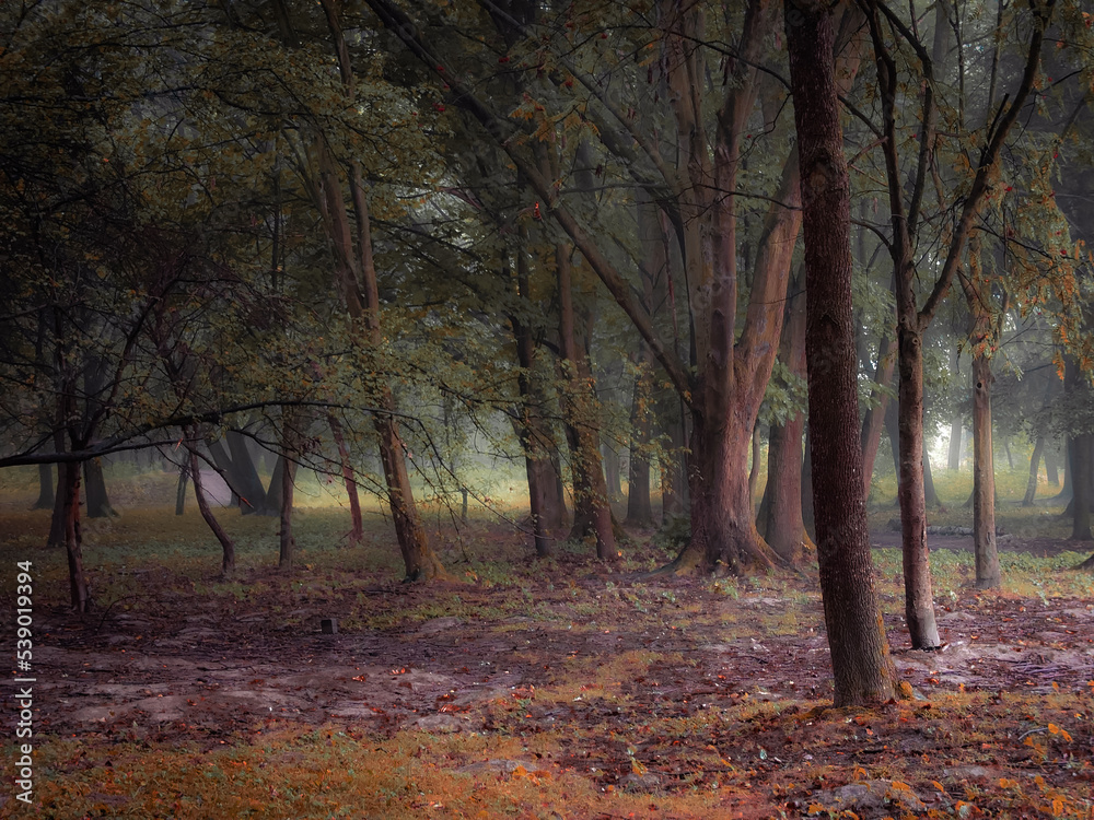 Fototapeta premium Fairy autumn forest in the fog. Magical atmosphere in the woods. Fall landscape.