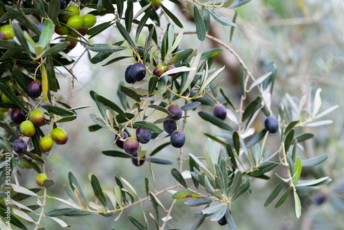 Olive trees full of olives.  Gemlik olive tree gardens. Selective focus. Gemlik district. Turkey. photo