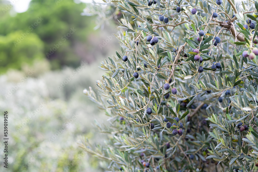Olive trees full of olives.  Gemlik olive tree gardens. Selective focus. Gemlik district. Turkey.
