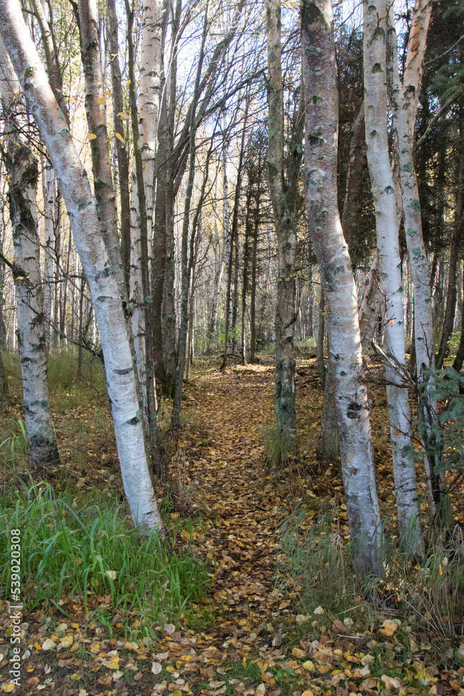 Obraz premium forest path in autumn