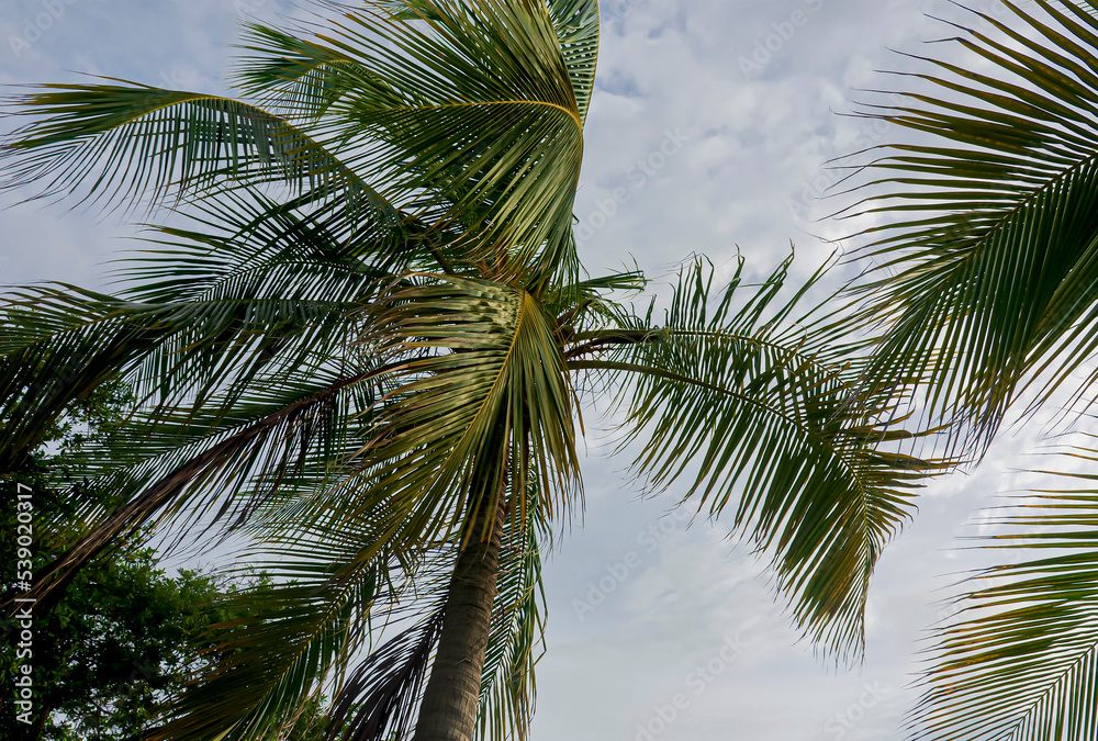 Branches of a coconut tree on the beach of Bocagrande, Cartagena.