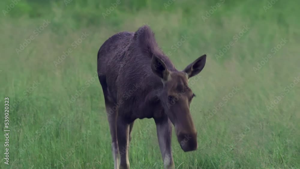 A female moose comes up close to the camera. Green grass in the background. A female elk. A female moose comes up close to the camera. Green grass in the background. A female elk.