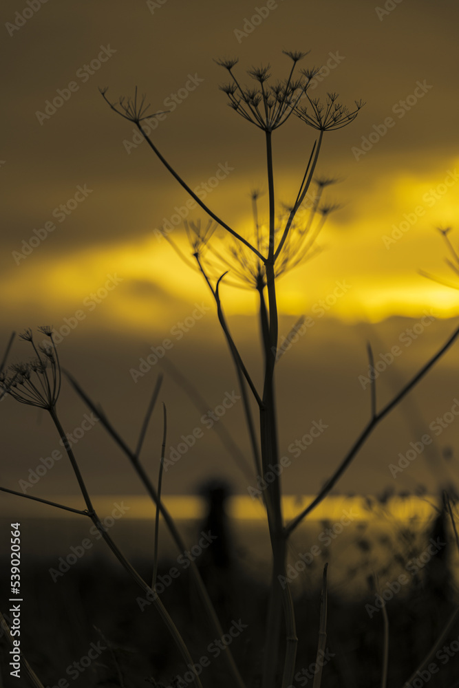 Obraz premium Abstract minimalist plant seedhead