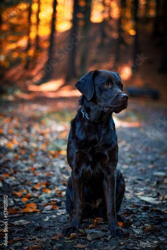 black labrador retriever