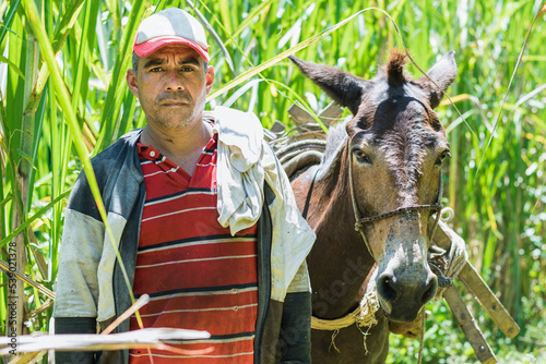 Bild auf Leinwand colombian peasant sugar cane farmer, standing with his mule, finishing his day's work after working as a muleteer, transporting sugar cane to the sugar mill