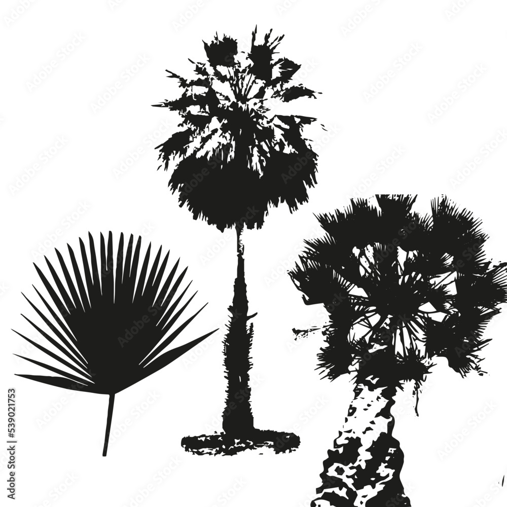 CARNAÚBA COPERNICIA PRUNIFERA SILHUETA
