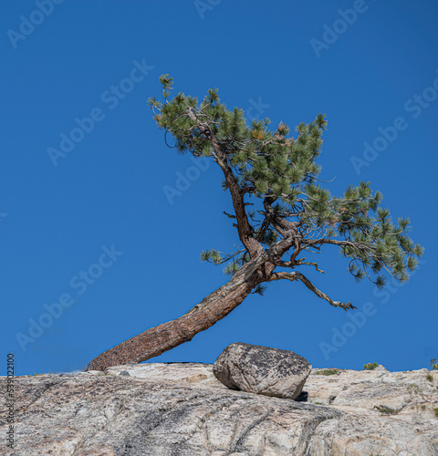 Twisted Pine Tree, Sierra Nevada Mountains