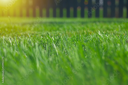 Close up of green lawn on a sunny day. Selective focus.