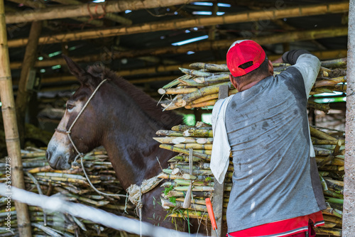 arriero unloading his mule carrying a load of sugar cane. colombian peasant man grabbing the cane to leave it in the sugar mill and begin the process of producing panela. photo