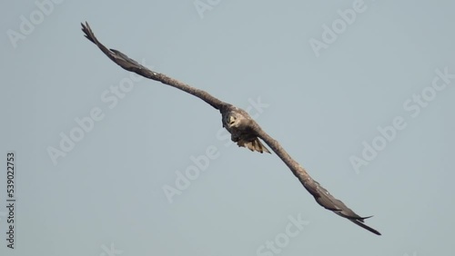 Fishing Eagle photo