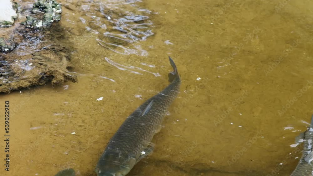 Large Fish Swimming in the Shallow Water of an Artificial Pond Large Fish Swimming in the Shallow Water of an Artificial Pond