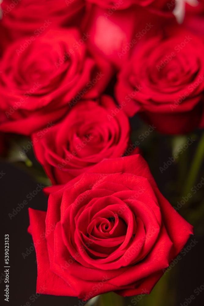 The red roses for the Valentine The red roses for the Valentine