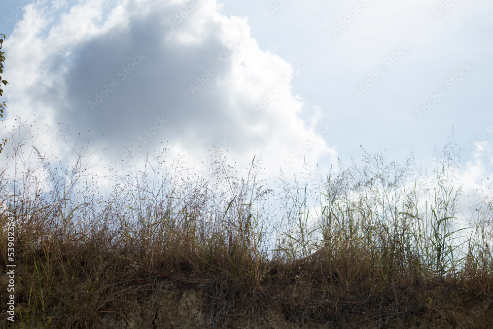 sky clouds and blue sky on grass sky clouds and blue sky on grass