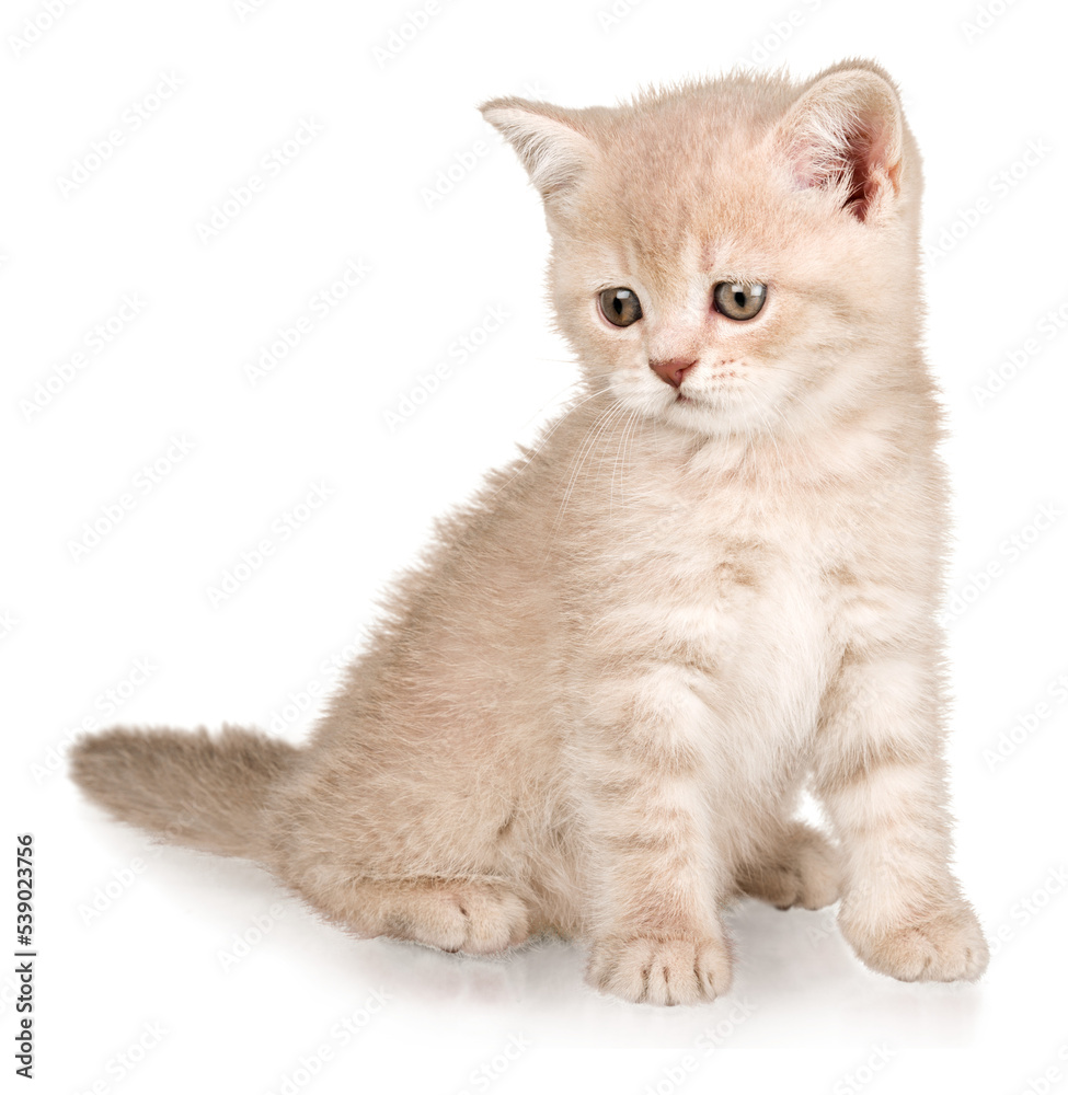 Cute small kitten isolated on white background Cute small kitten isolated on white background