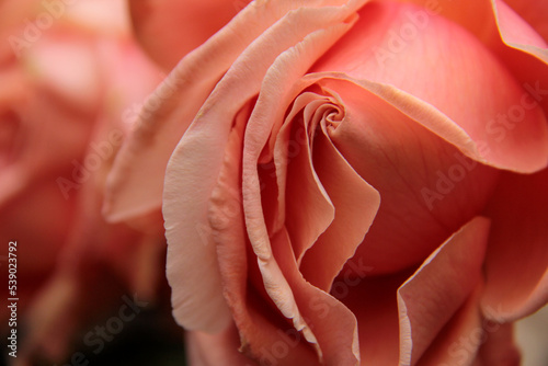 Fototapeta Naklejka Na Ścianę i Meble -  romantic macro of a pink salmon rose petals  beautiful and delicate in full blossom