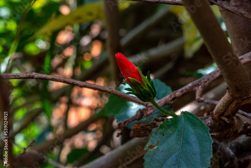 Detail of a beautiful red flower (malvaviscus arboreus, hibiscus) on dark blurred foliage background
