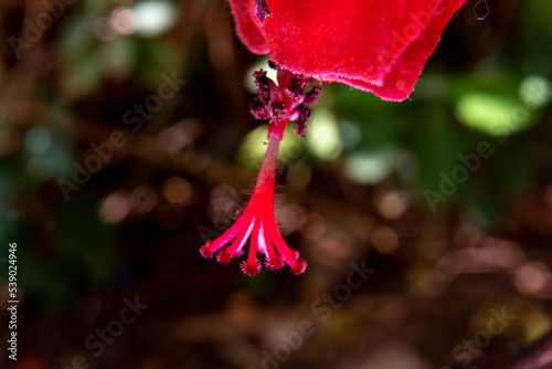 Detail of a beautiful red flower (malvaviscus arboreus, hibiscus) on dark blurred foliage background photo