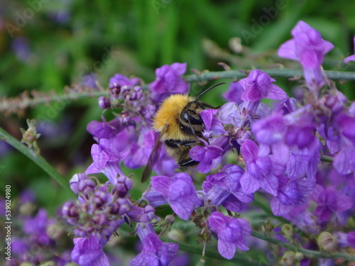 Fototapeta Naklejka Na Ścianę i Meble -  Bumble bee, common carder bee (Bombus pascuorum), feeding on purple flowers