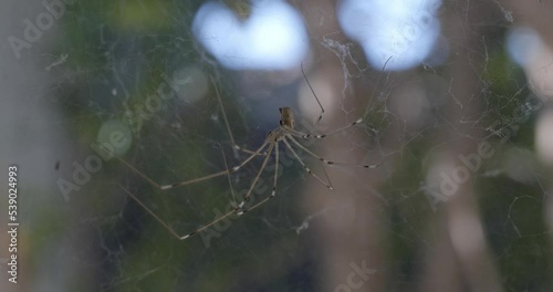 Daddy long legs spider on a web photo