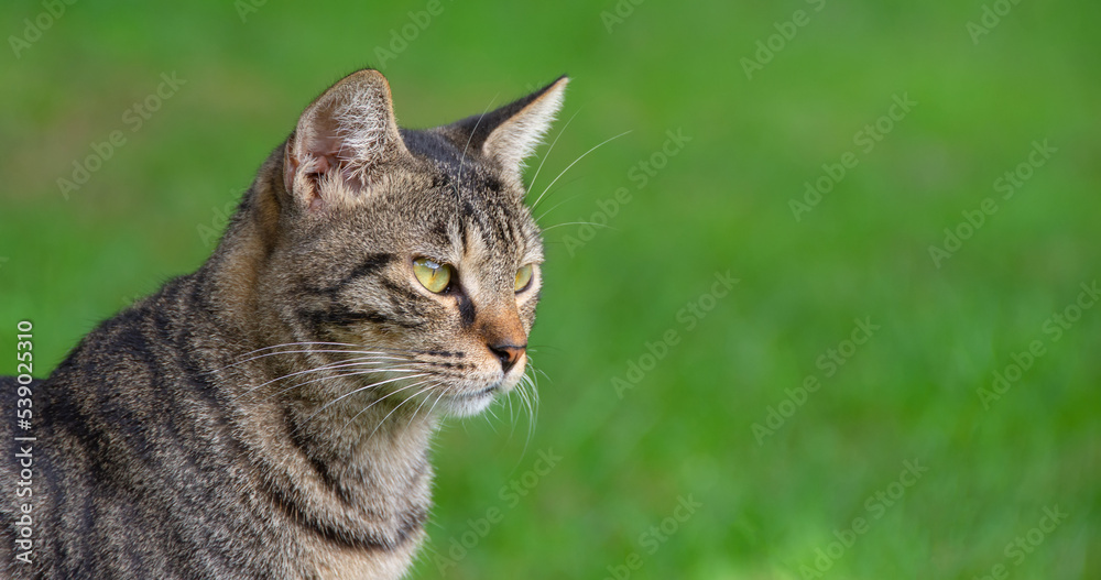 Striped beautiful cat sits on the grass, in profile. Format banner header size, place for text.