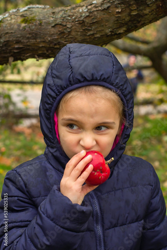 A little girl in a blue jacket eats a red apple in the rain in autumn