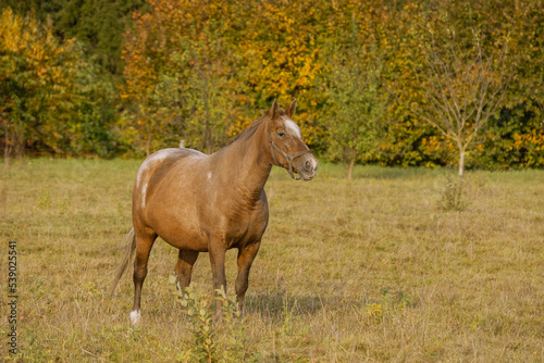 horse in the field