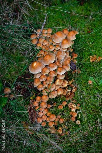 Pilze im Herbst