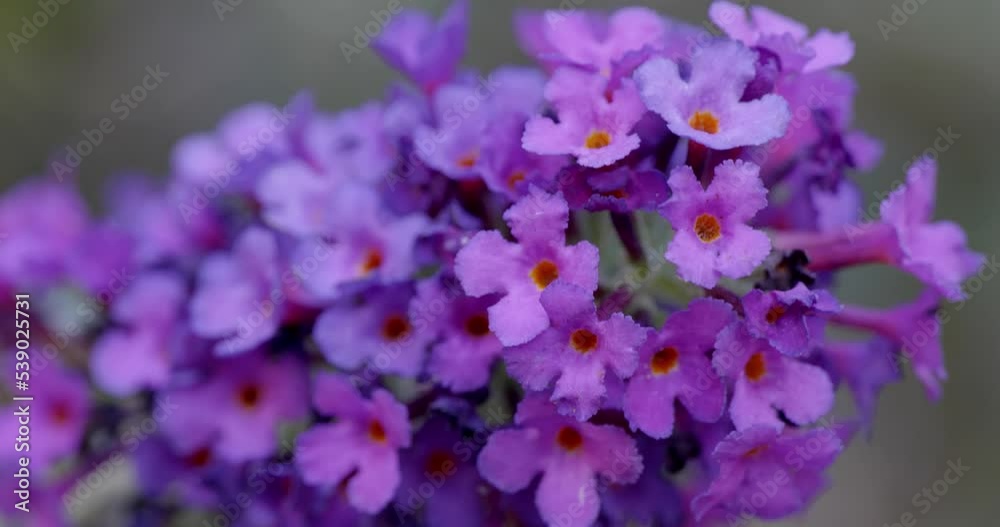 Macro video of tiny flowers on butterfly bush plant Macro video of tiny flowers on butterfly bush plant