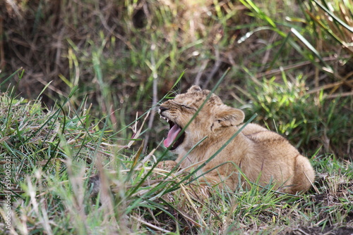Baby lion plaing in green grass, opening his mouth, preparing to sneeze 