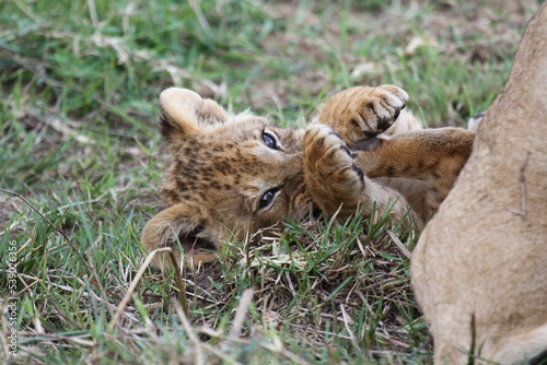 Baby lion cub playing with his older sibling