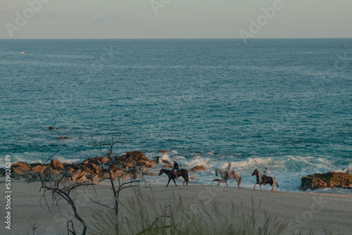 horses on the beach
