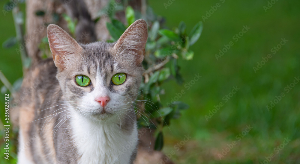 A beautiful cat with bright green color eyes looks at the camera while walking in the park. Banner format header size, space for text.