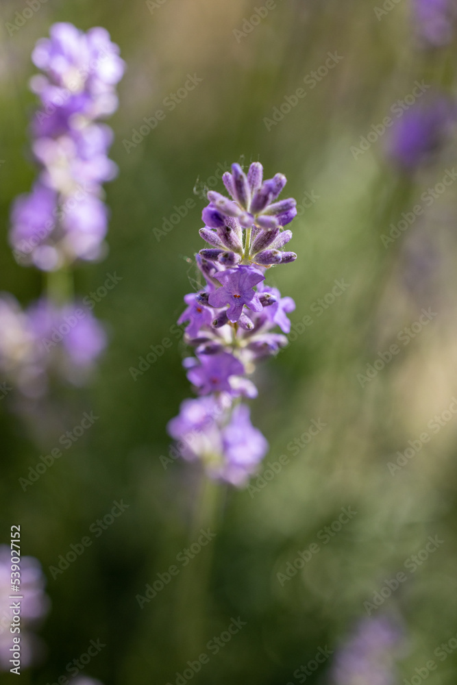 Selective focus on lavender flower in flower garden. Lavender flowers lit by sunlight. Selective focus on lavender flower in flower garden. Lavender flowers lit by sunlight.