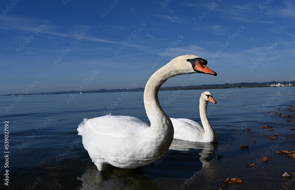 swans on the lake, lake Constance in Austria swans on the lake, lake Constance in Austria