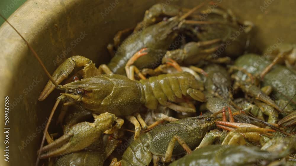 Background of the heap of live crawfish Background of the heap of live crawfish
