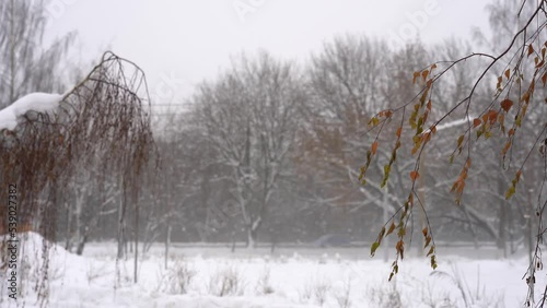 Street. Cars drive on the road in winter during a snowfall, a snow storm. Birch branches swing in the wind
