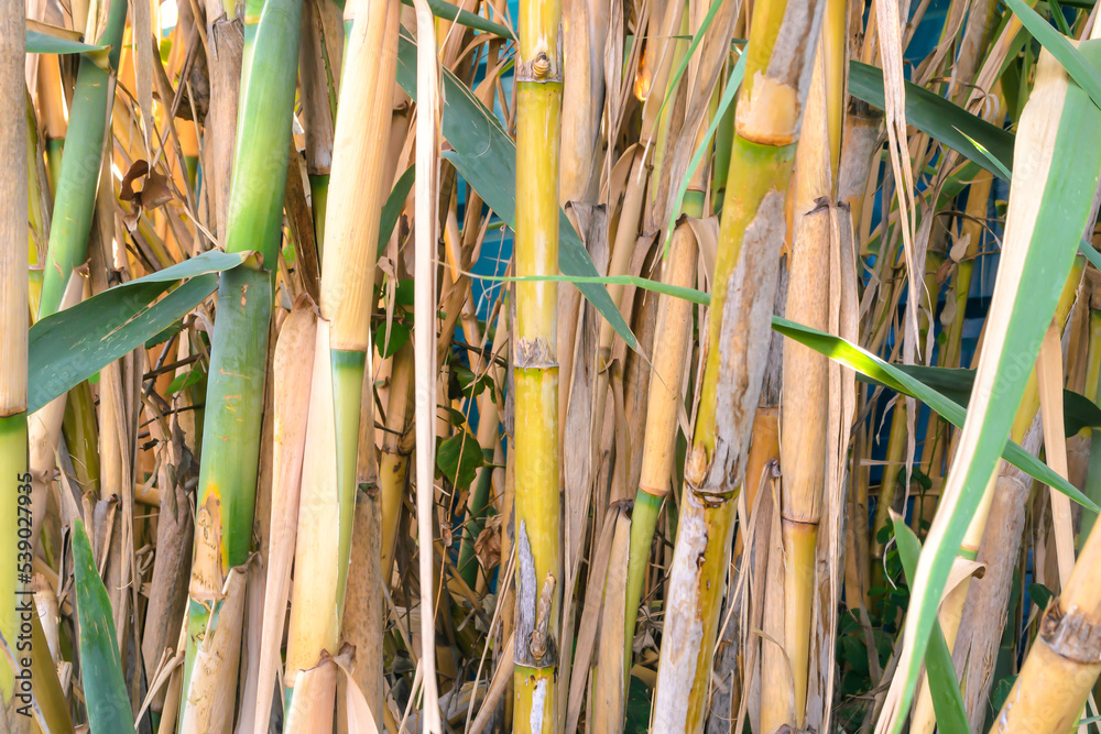Obraz premium Beautiful background of reed plants Arundo donax, herbaceous pattern. Natural texture of dry growing bamboo tubes