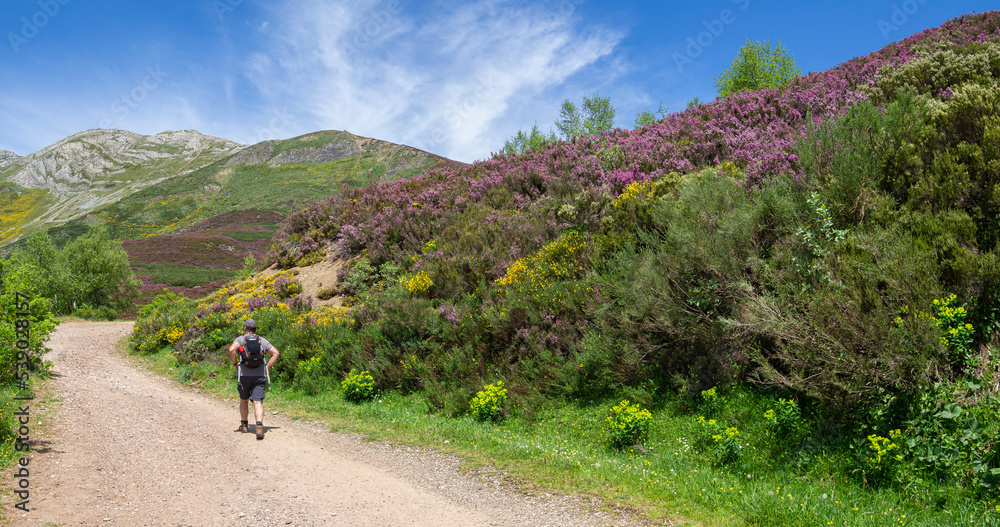Panorámica de una persona caminando en un paisaje asturiano, por un sendero rodeado de naturaleza, montañas verdes, flores moradas cielo azul y nubes blancas en verano de 2021, España.