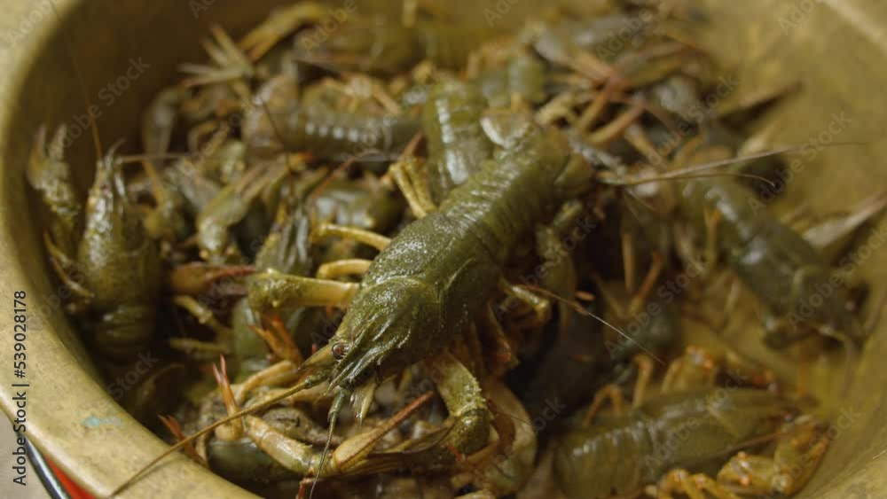 Large catch of crayfish, close up Large catch of crayfish, close up
